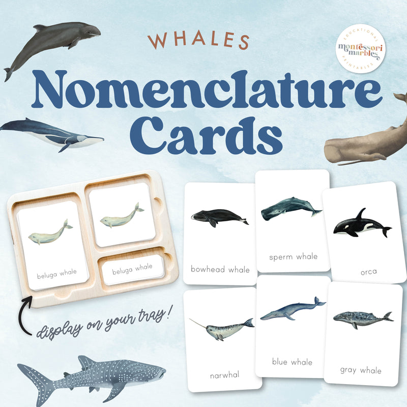 Whale species nomenclature cards with labeled parts — ages 3-6