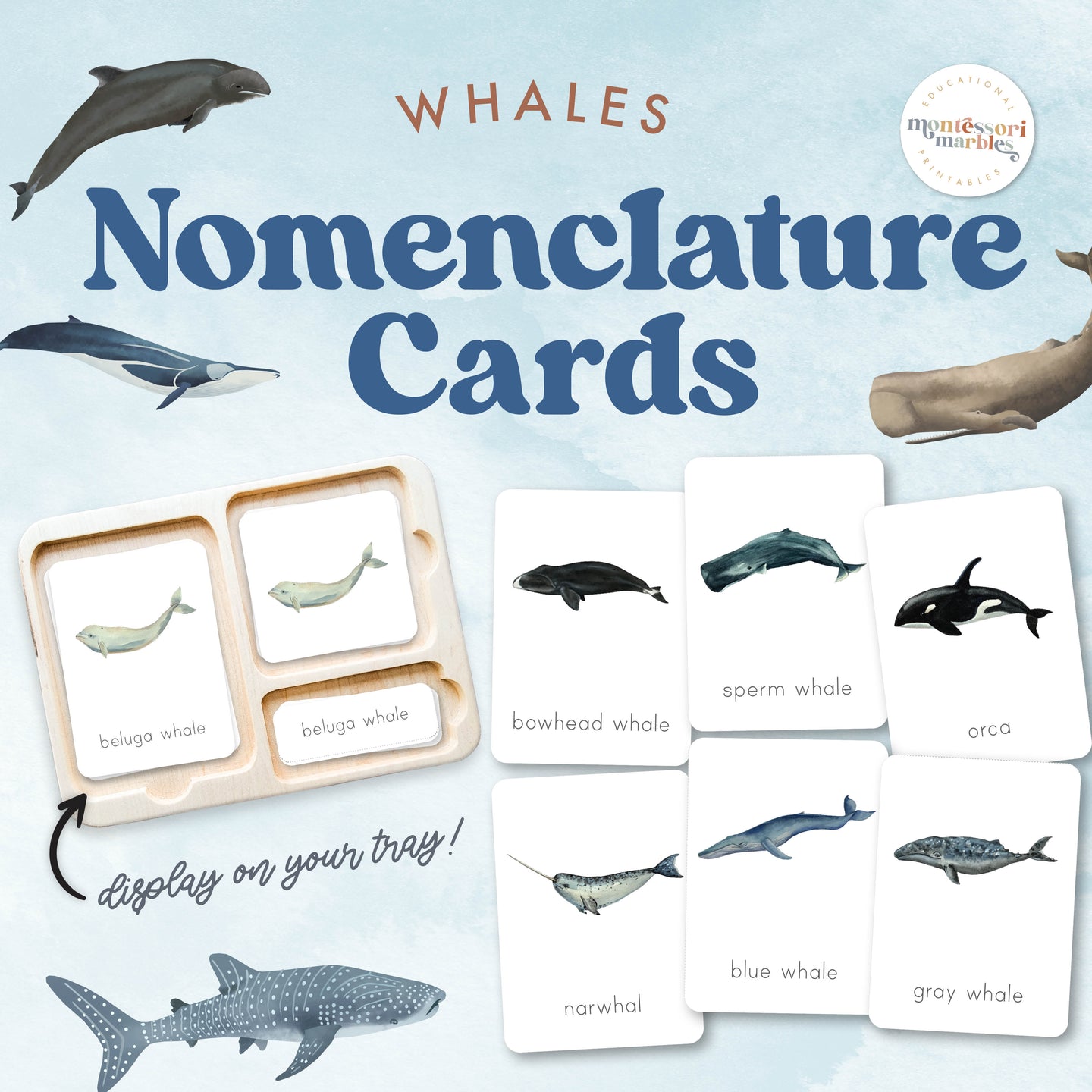 Whales Nomenclature Cards