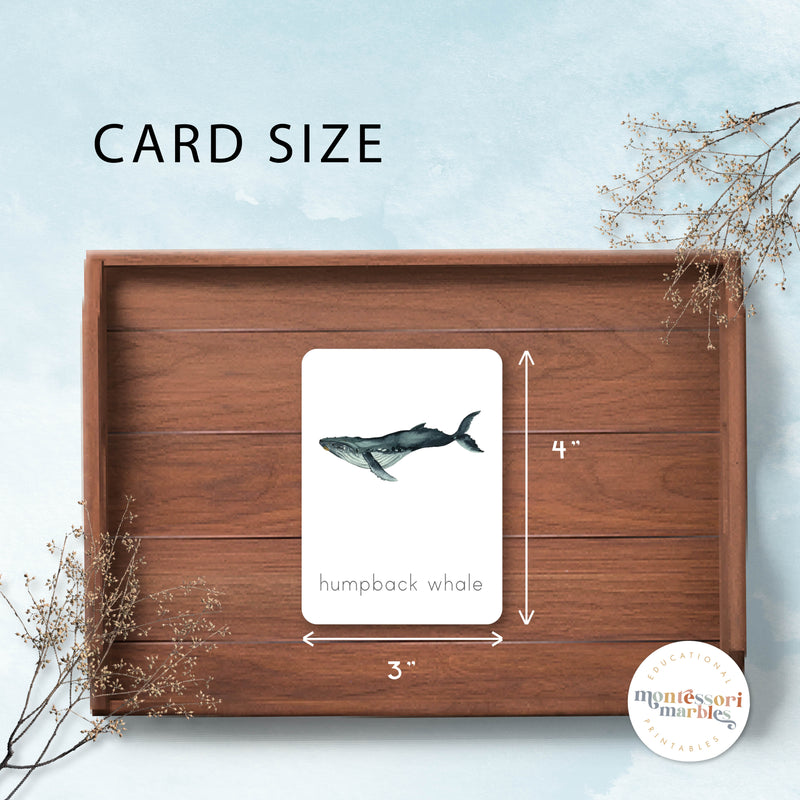Whales Nomenclature Cards