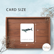 Load image into Gallery viewer, Whales Nomenclature Cards
