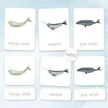 Load image into Gallery viewer, Whales Nomenclature Cards
