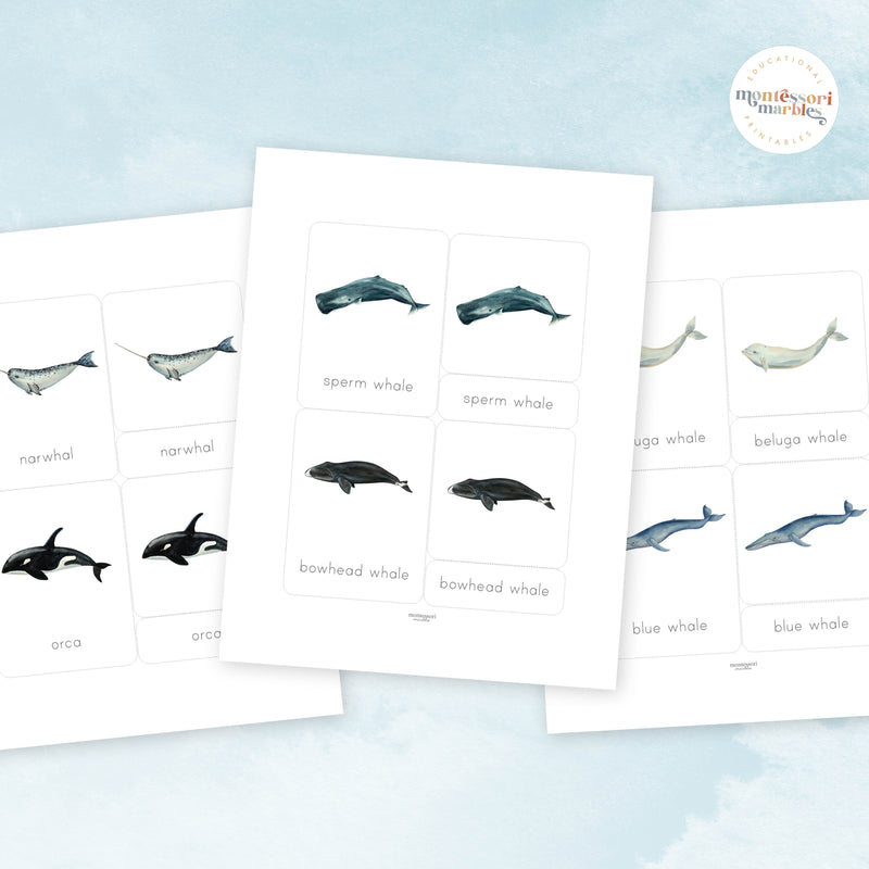Whales Nomenclature Cards