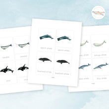 Load image into Gallery viewer, Whales Nomenclature Cards
