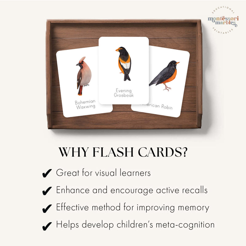 Winter Birds Flash Cards
