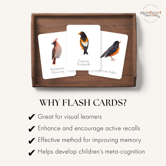 Winter Birds Flash Cards