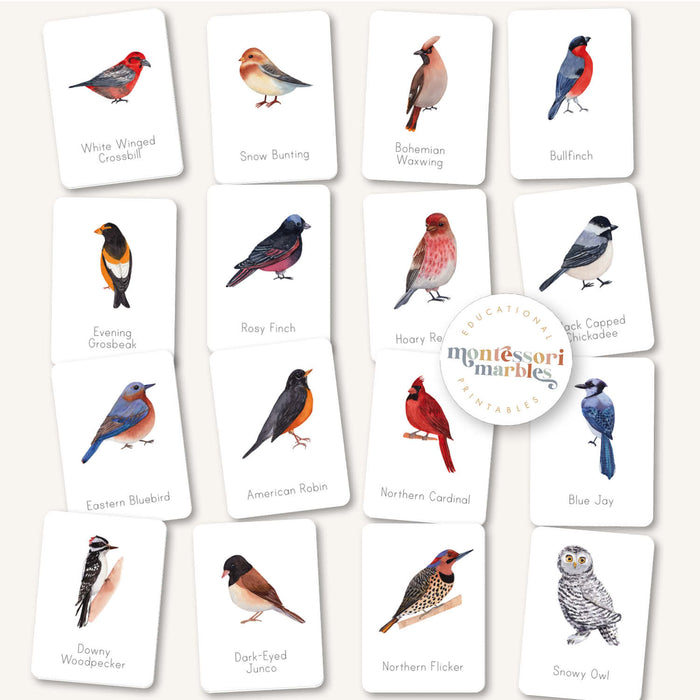 Winter Birds Flash Cards