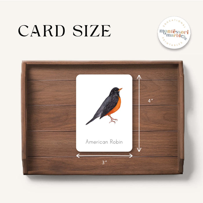 Winter Birds Flash Cards