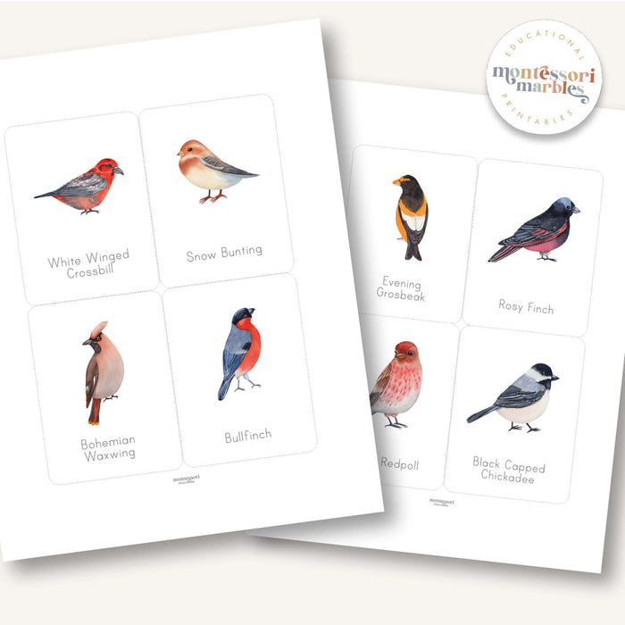 Winter Birds Flash Cards
