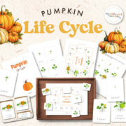 Pumpkin life cycle cards showing growth stages — ages 3-6