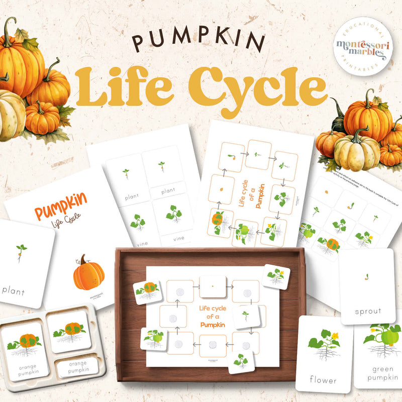 Pumpkin life cycle cards showing growth stages — ages 3-6