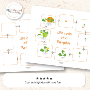 Pumpkin Life Cycle