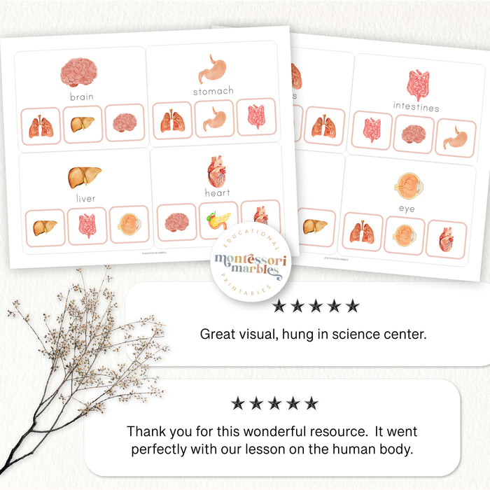Human Organs Mini Bundle