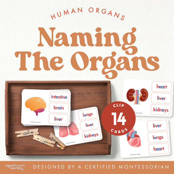 Name The Human Organs Clip Cards