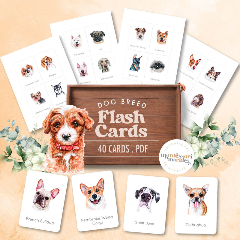 Dog breeds flash cards with identification and vocabulary—family pet learning activity