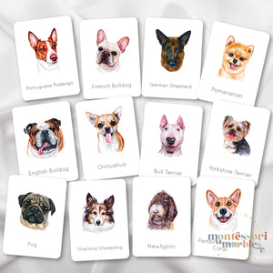 Dogs Flash Cards