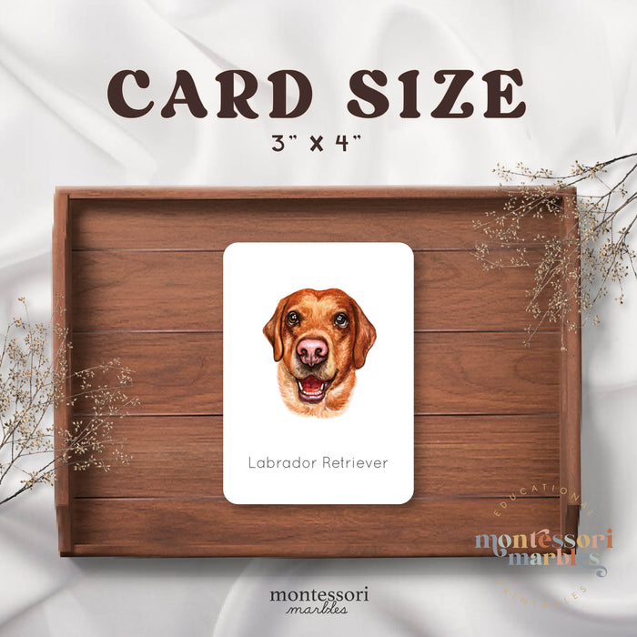 Dogs Flash Cards