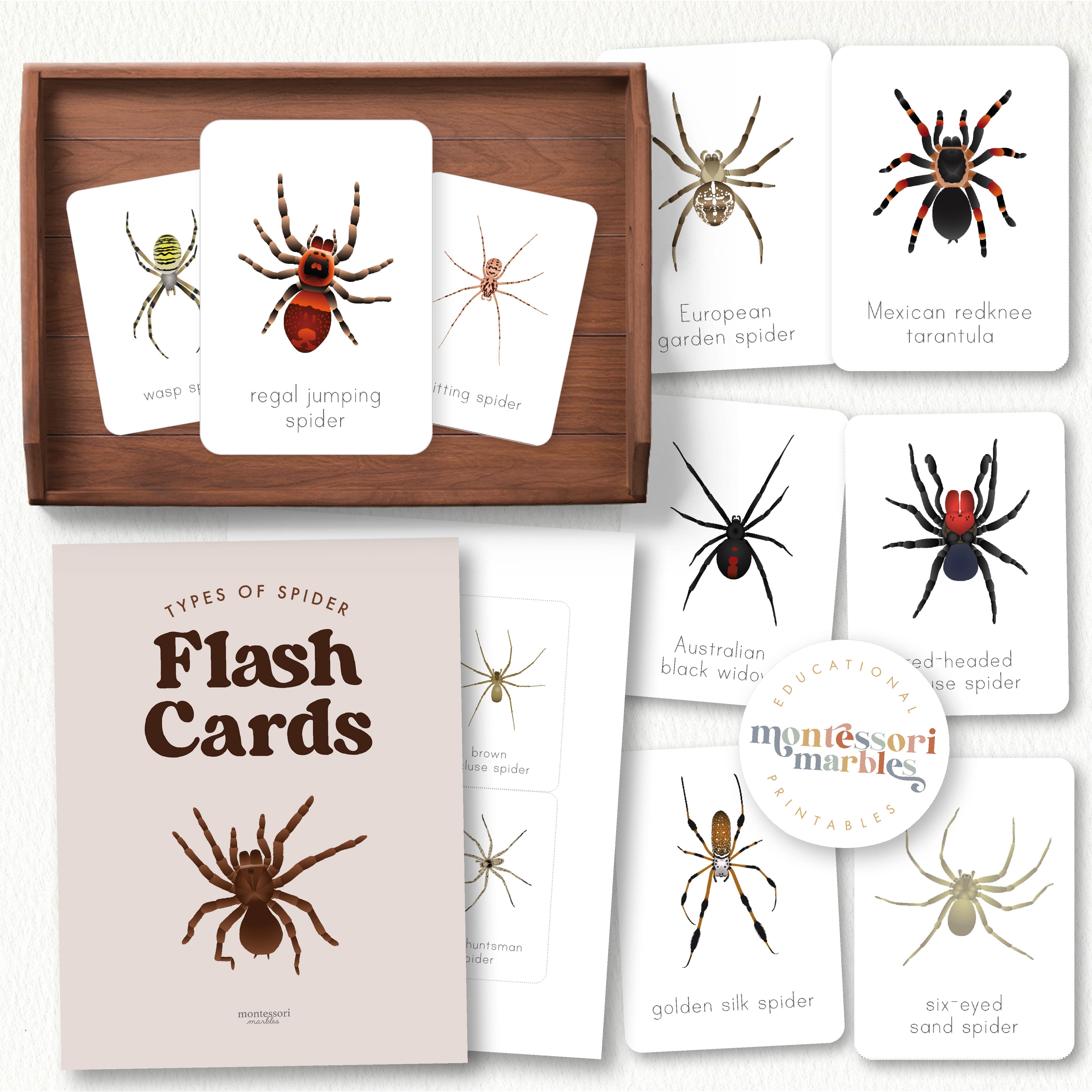 Spider Flash Cards | 14 Arachnid Species Ages 4-10 | Science