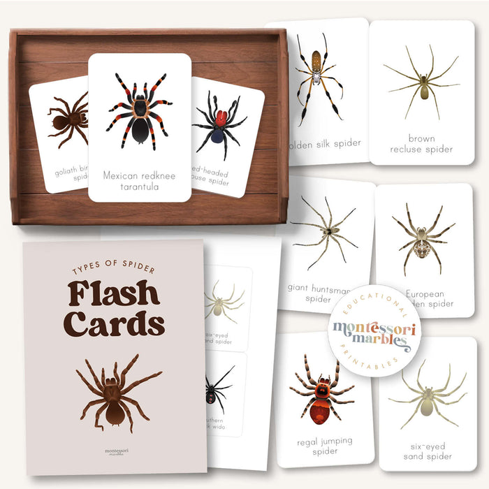 Spider Flash Cards