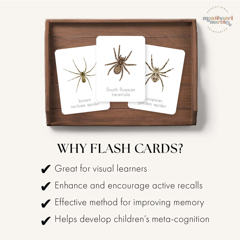 Spider Flash Cards