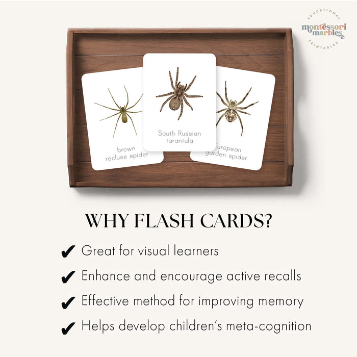 Spider Flash Cards