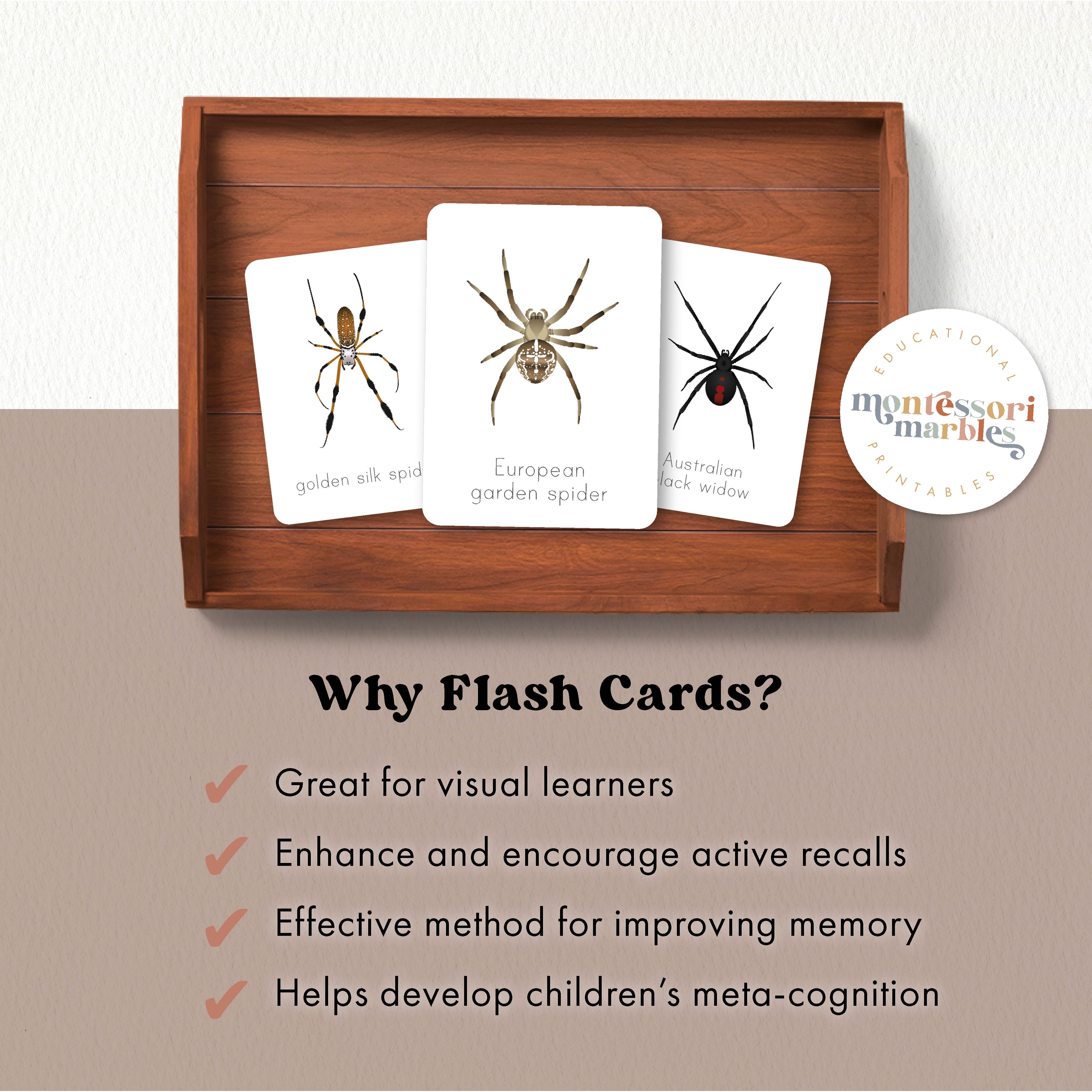Spider Flash Cards | 14 Arachnid Species Ages 4-10 | Science
