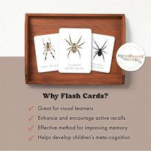 Load image into Gallery viewer, Spider Flash Cards
