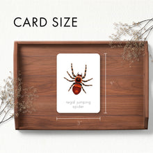 Load image into Gallery viewer, Spider Flash Cards
