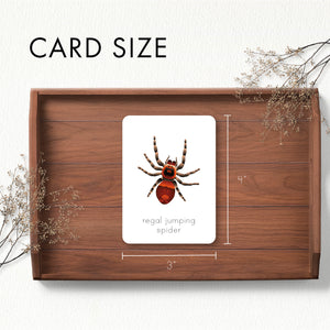 Spider Flash Cards