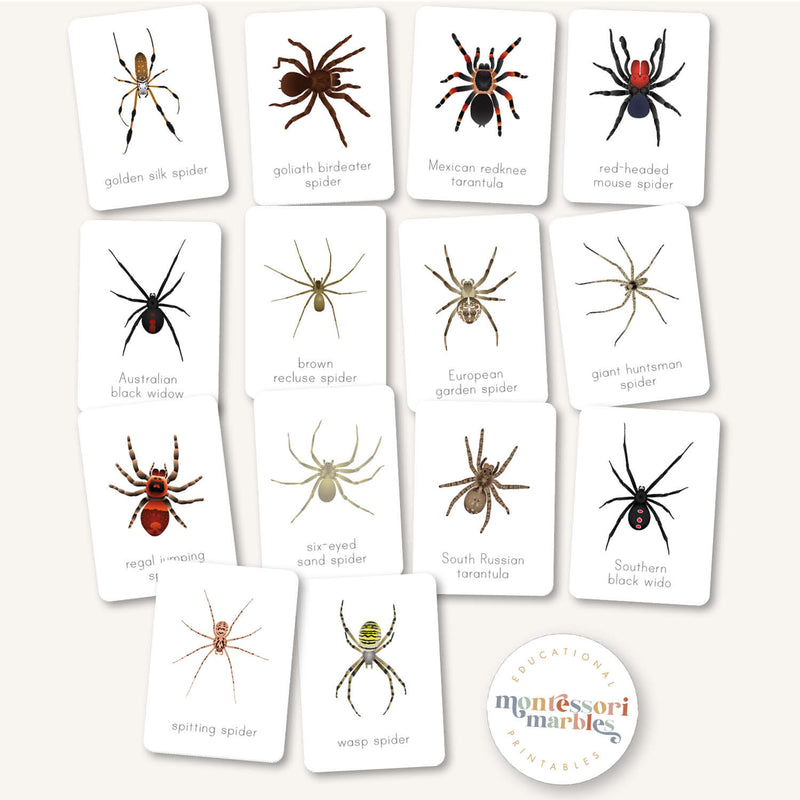 Spider Flash Cards