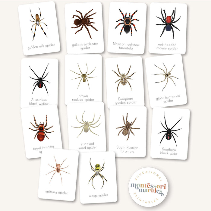 Spider Flash Cards