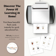 Load image into Gallery viewer, Spider Flash Cards
