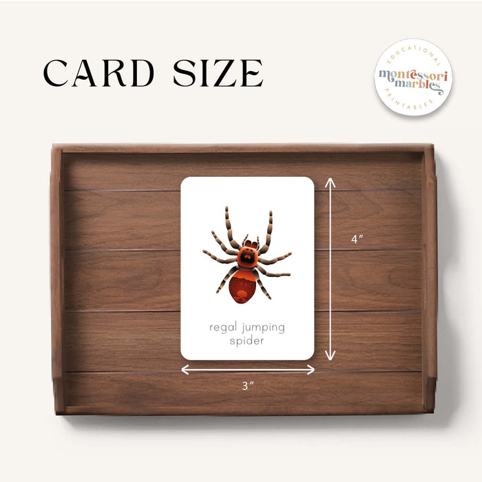 Spider Flash Cards