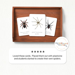 Spider Flash Cards