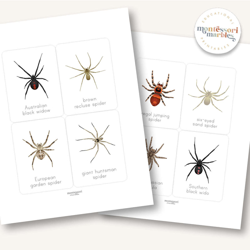 Spider Flash Cards