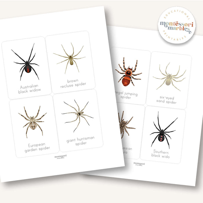 Spider Flash Cards