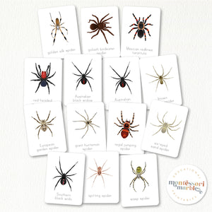 Spider Flash Cards