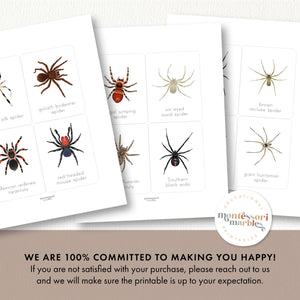 Spider Flash Cards