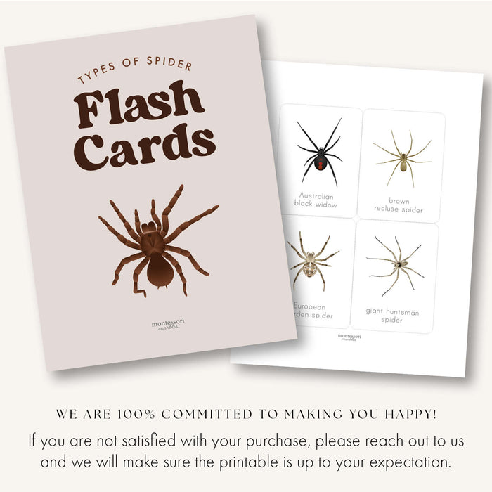 Spider Flash Cards