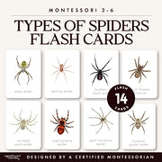 Spider species flash cards with arachnid vocabulary—autumn nature study, ages 3-6