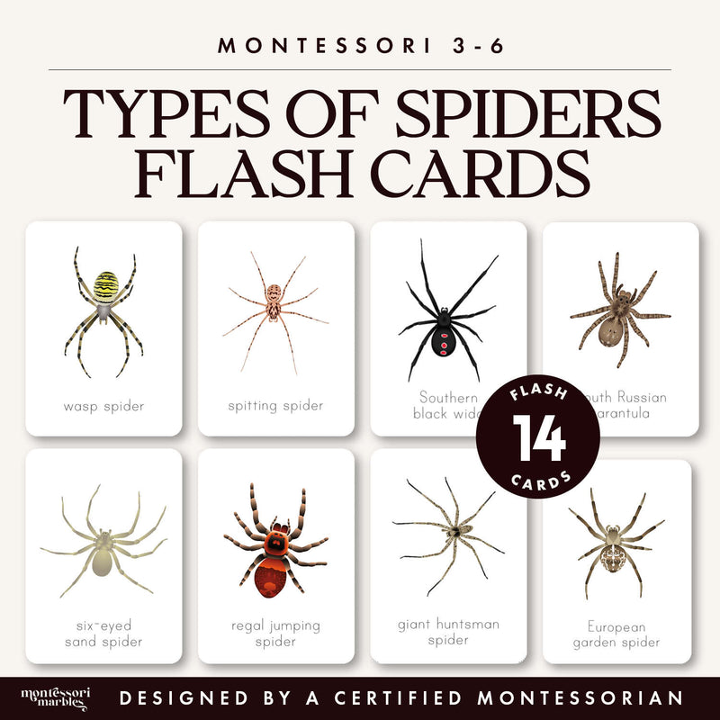 Spider species flash cards with arachnid vocabulary—autumn nature study, ages 3-6