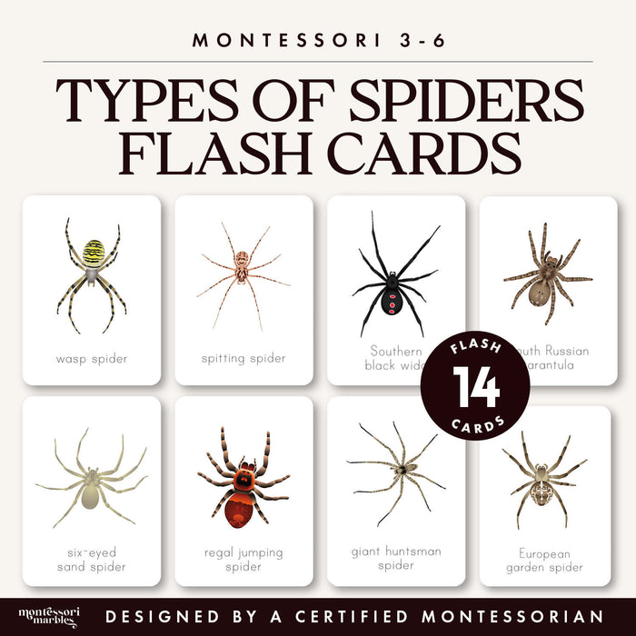 Spider Flash Cards