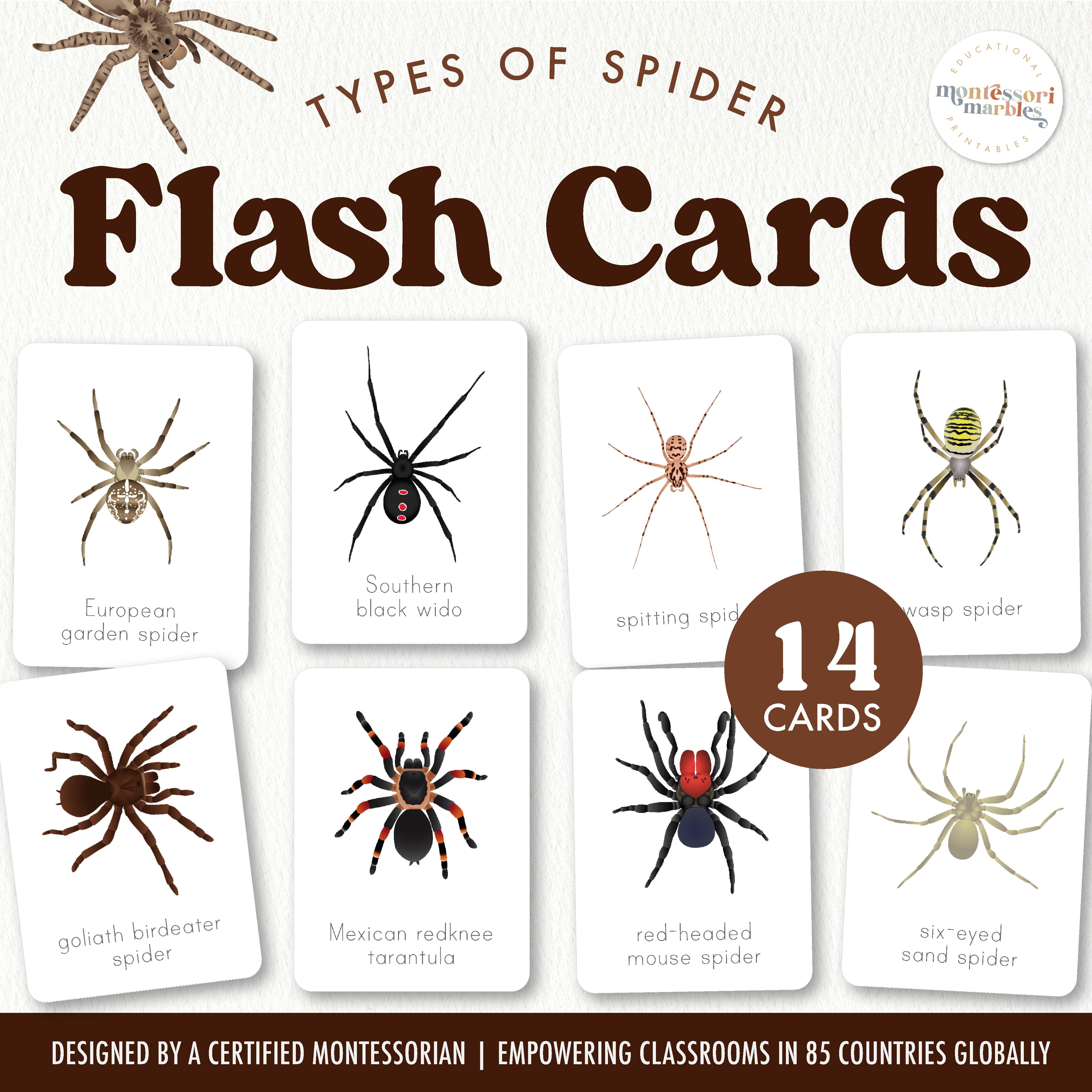 【HIMEJA様用】SPIDERS / Flash Point Spider Flash Cards | 14 Arachnid Species Ages 4-10 | Science