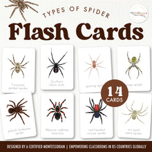 Load image into Gallery viewer, Spider Flash Cards
