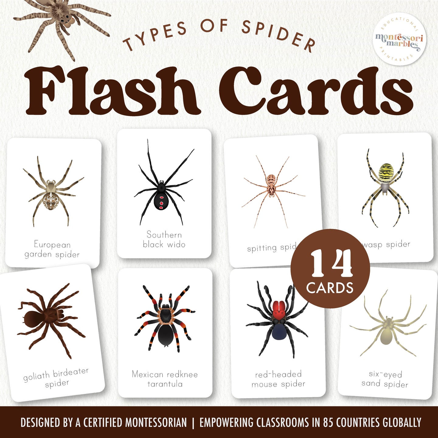 Spider Flash Cards