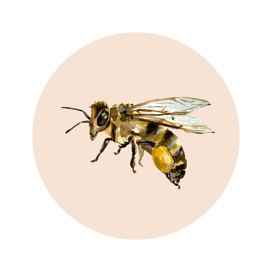 Insects