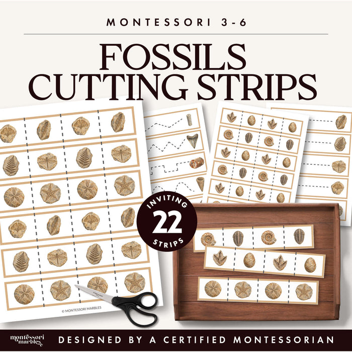 Fossils Cutting Strips
