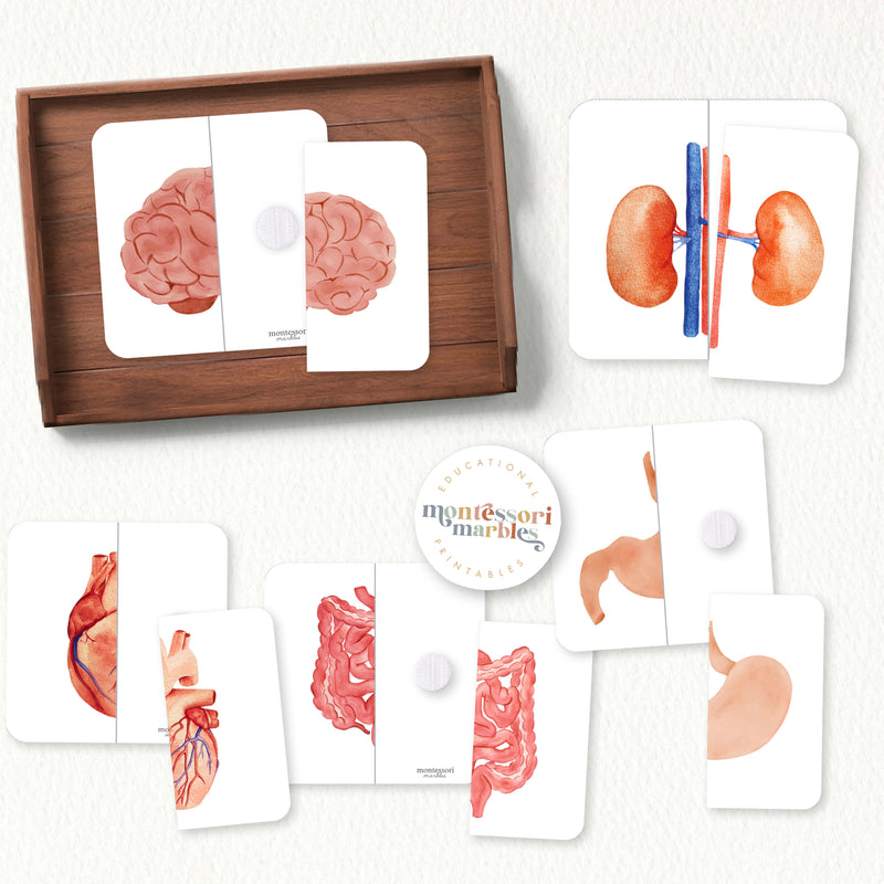 Human Organs Mini Bundle