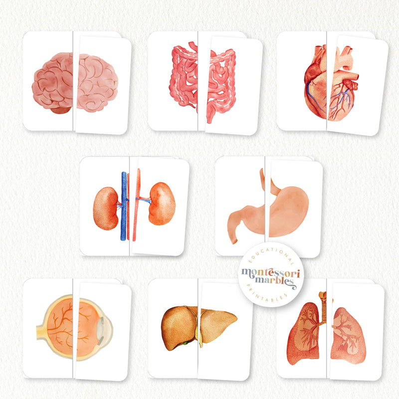 Human Organs Two-Piece Puzzles