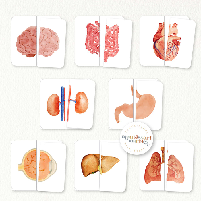 Human Organs Mini Bundle