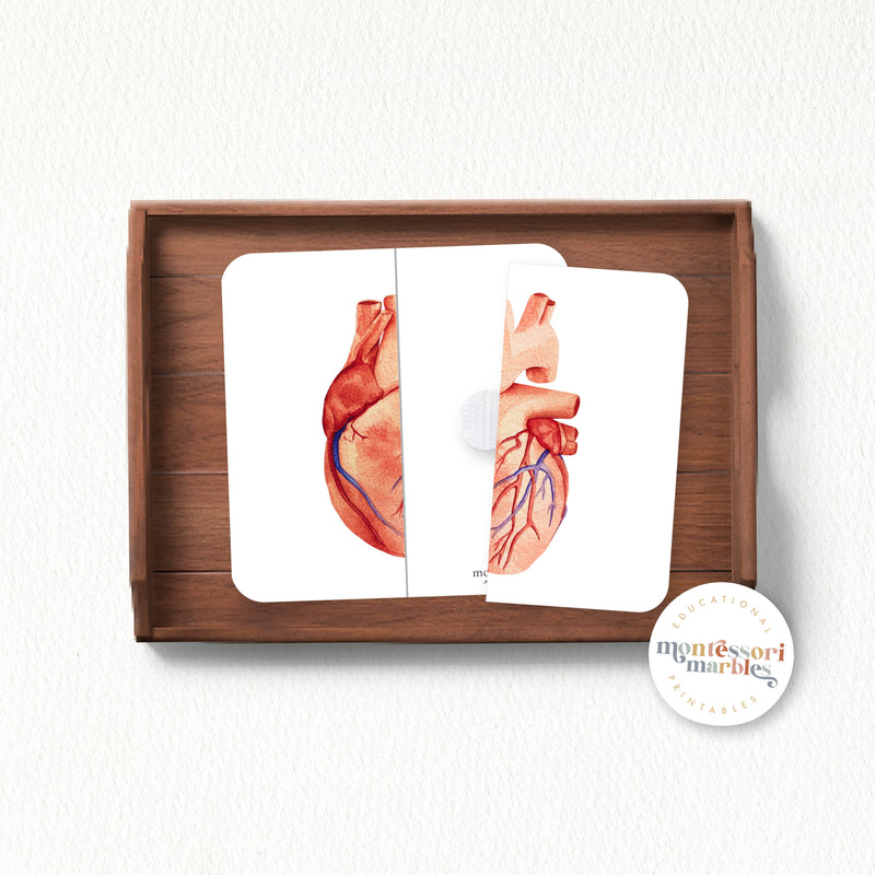 Human Organs Two-Piece Puzzles